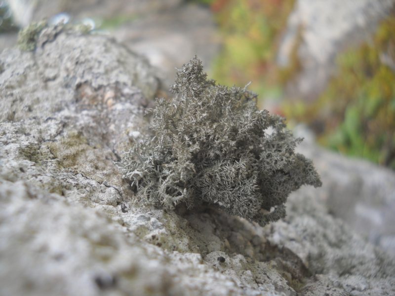 ...Lethariella intricata?